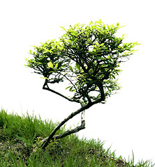 Image showing Miniature tree