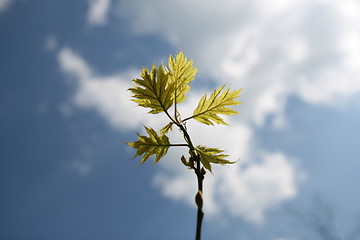 Image showing Young oak leaves with blue sky background