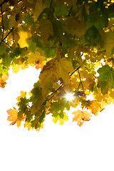 Image showing Autumn leaves isolated