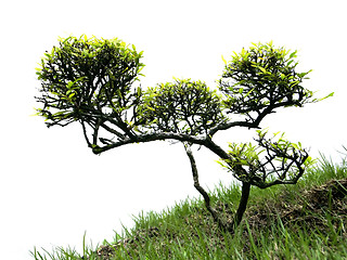 Image showing Miniature tree