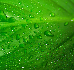 Image showing Green leaf with drops of water