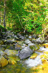 Image showing River in the forest