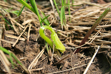 Image showing Growing young plant