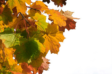 Image showing Autumn leaves isolated