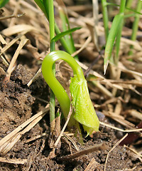 Image showing Growing young plant