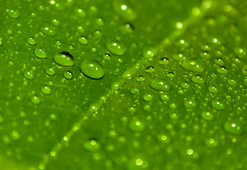 Image showing Green leaf with drops of water