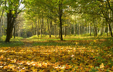 Image showing Autumn forest path