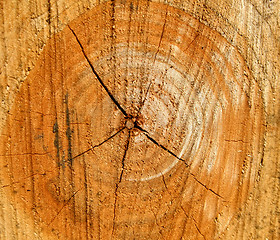 Image showing Wood texture