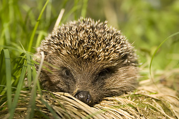 Image showing Hedgehog