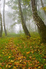 Image showing Autumn birch forest path during misty morning