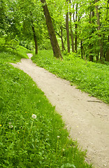 Image showing Spring forest path