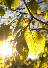 Image showing Golden autumn leaves