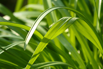 Image showing Fresh green grass (shallow DoF)