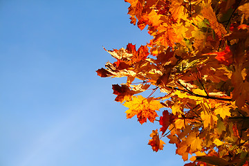 Image showing Autumn leaves with blue sky