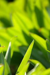 Image showing Fresh green grass (shallow DoF)