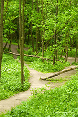 Image showing Spring forest path