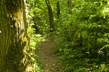 Image showing Forest path