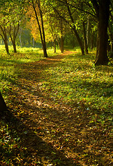 Image showing Autumn forest path