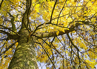 Image showing Autumn tree with falling leaves
