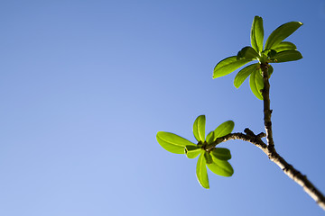 Image showing Green leaves among blue sky