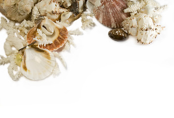 Image showing Group of sea shells and corals isolated