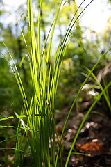 Image showing Green grass