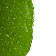 Image showing Blue leaf with drops of water isolated