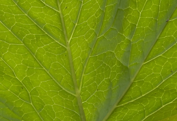 Image showing Green leaf macro shot