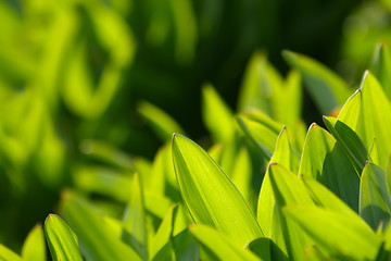 Image showing Fresh green grass (shallow DoF)