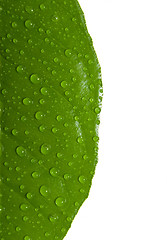 Image showing Blue leaf with drops of water isolated