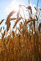 Image showing Wheat head against blue sky and field