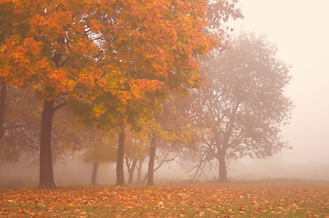 Image showing Misty autumn morning