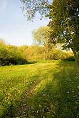 Image showing Sunset forest path with rays of light