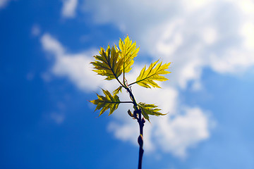 Image showing Young oak leaves with blue sky background