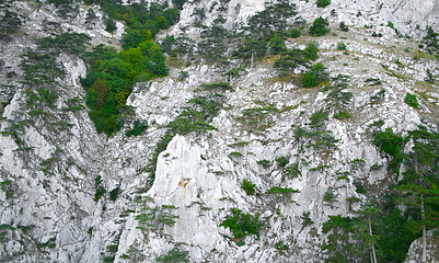 Image showing Mountain wall covered with trees, moss and rocks