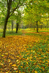 Image showing Autumn forest path