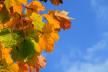 Image showing Autumn leaves with blue sky