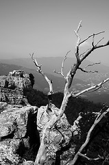 Image showing Tree on the top of the mountain