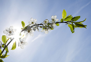 Image showing Sunbeam and flowers