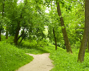 Image showing Spring forest path