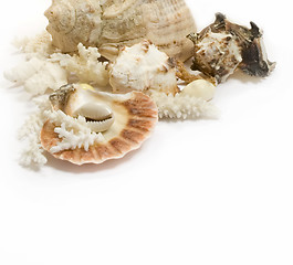 Image showing Group of sea shells and corals isolated