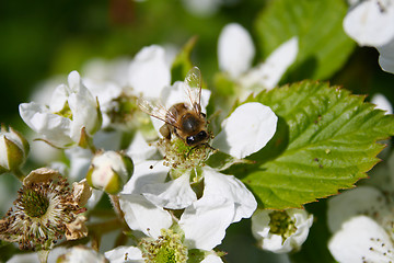 Image showing Apple blossom with bee on it