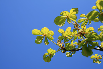 Image showing green leaves