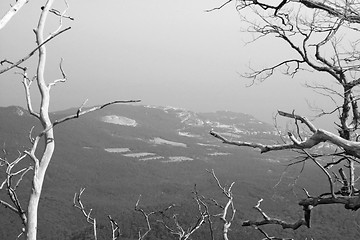 Image showing Tree on the top of the mountain