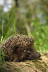 Image showing Hedgehog