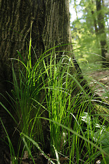 Image showing Young green grass near the tree. Cool spring concept