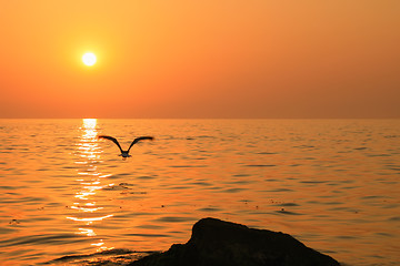 Image showing Bird flies above sunset sea