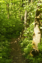 Image showing Forest path