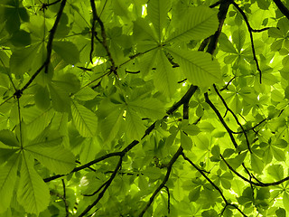 Image showing Spring chestnut leaves background