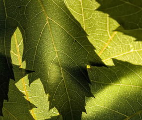 Image showing Macro photo of green leaves